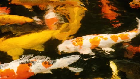 Koi-fishes-swimming-in-in-pond.-close-up
