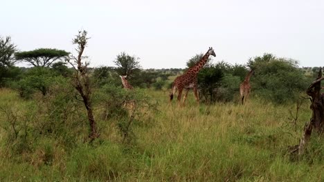 Static-shot-of-a-tower-of-giraffes-walking-through-a-bushed-area-in-Serengeti