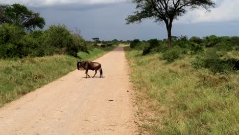 Lonely-wildebeest-crossing-a-dirt-road-on-the-endless-plains-of-savannah-in-Africa