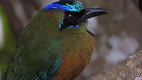 Extreme-close-up-shot-of-beautiful-motmot-bird-with-distinctive-plumage