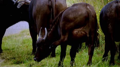 Young-Buffalo-with-Family-grazing-in-grass-of-African-National-Park-at-sunlight,-close-up