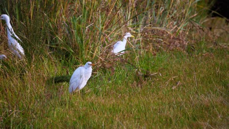 A-number-of-cattle-egrets-forage-in-the-grass