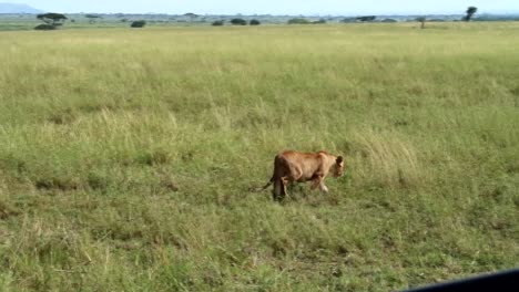 Tracking-shot-of-a-lioness-walking-through-Serengeti-National-Park,-Africa