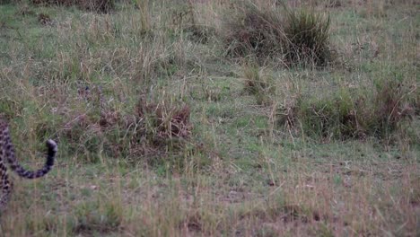 Eine-Mächtige-Leopardin-Geht-über-Den-Bildschirm,-Gefolgt-Von-Einem-Verletzlichen-Jungen-Im-Hohen-Gras-Der-Savanne