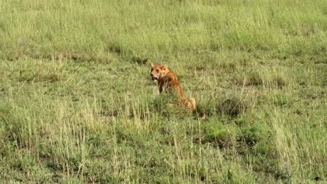 Static-shot-of-a-single-lion-sitting-and-looking-around-for-prey-in-the-savannah