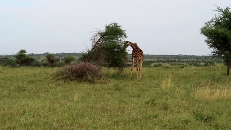 Close-up-static-shot-of-giraffe-eating-green-leaves-in-broken-Acacia-tree,-Serengeti