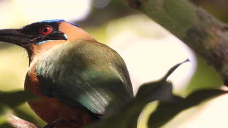 Whooping-Motmot-tropical-bird-of-Eastern-Panama,-South-America-sitting-in-tree-branch-close-up