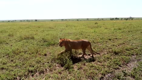 Tracking-shot-of-a-lion-walking-back-and-forth-in-the-Serengeti-National-Park