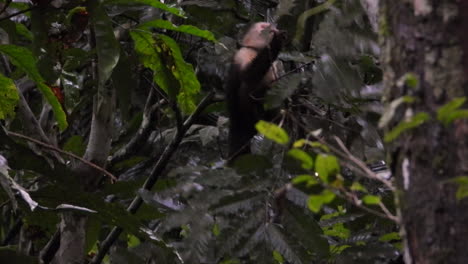 Mono-Capuchino-De-Cara-Blanca-Comiendo-En-El-árbol-En-El-Bosque