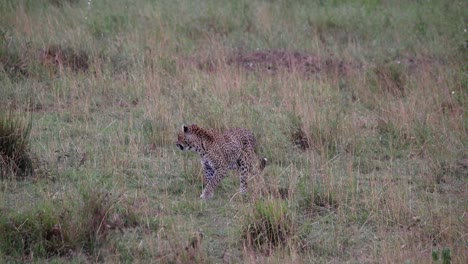 Lone-leopard-walking-through-savannah-on-hot-day,-thirsty