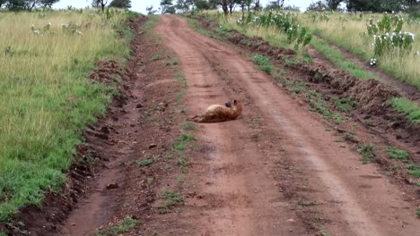 Toma-Manual-De-Un-Safari-Mientras-Una-Hiena-Descansa-En-Medio-De-Un-Camino-De-Tierra,-Tirada-En-El-Suelo-En-África