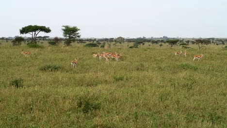 Herd-of-Thomson-Gazelle-with-male-gazelle-scaring-another-male-away