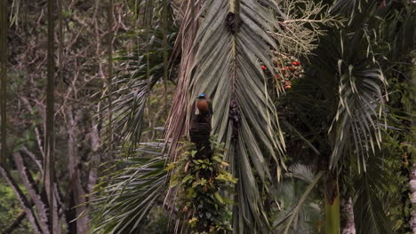 Wide-static-shot-of-Blue-crowned-motmot-sitting-on-perch-in-forest