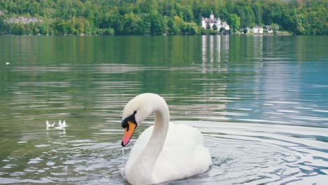 Beautiful-swan-flaps-the-wings-and-swims-in-lake-with-green-water-under-sunlight-landscape
