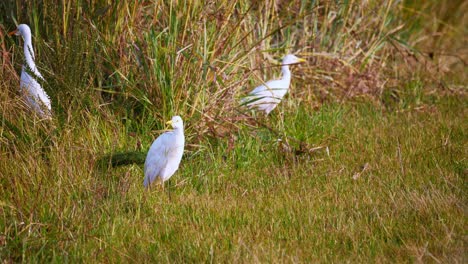 Hand-held-shot-of-cattle-egret-walking-around-in-the-grasslands