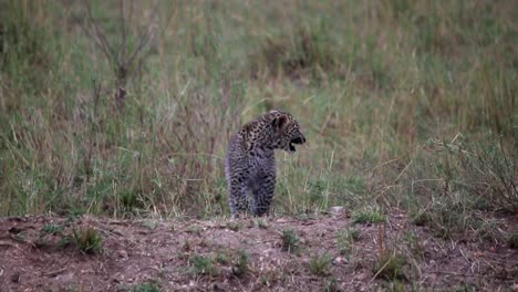 Leopard-cub-on-a-mound-roaring-to-call-its-mother-in-African-National-Park