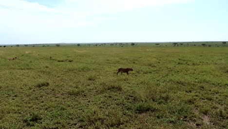 Lioness-walking-in-slow-motion-on-the-green-African-plains-of-the-Serengeti