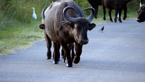 A-number-of-Buffaloes-walked-in-the-middle-of-the-road-to-graze