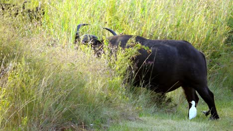 Black-Buffalo-eats-in-the-grass-accompanied-by-white-egrets
