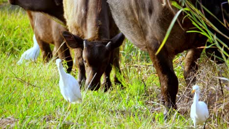 African-Buffalo-and-white-Egrets-co-habitat-in-South-Africa