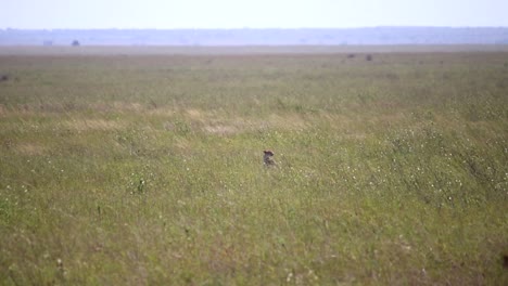 Lone-cheetah-sitting-in-the-tall-grass,-camouflaged-on-the-savannah,-looking-for-prey