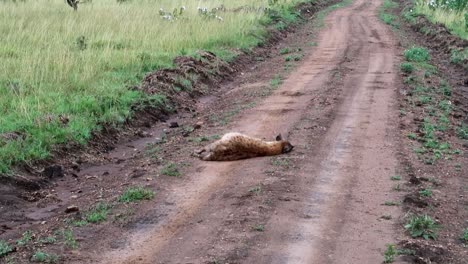 Hyena-looks-dead-in-middle-of-dirt-road-in-African-savannah