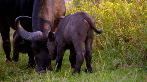 Buffalo-baby-bounce-play-with-its-mother