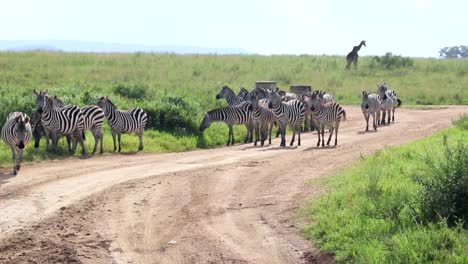 Panning-shot-of-a-herd-of-zebras-standing-on-a-safari-dirt-track-while-a-giraffe-leaves