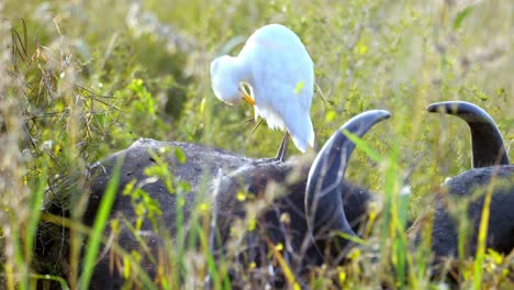 White-egret-bird-grooms-itself-while-sitting-on-a-buffalo-resting-in-the-grass