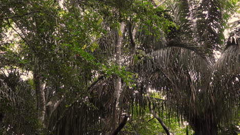 Densa-Vegetación-De-Selva-Tropical-De-Gamboa-Con-Capuchino-De-Cara-Blanca-Panameño-Visto-Caminando-A-Lo-Largo-De-La-Rama-En-El-Fondo