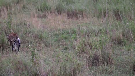 Kamerafahrt-Eines-Leopardenjungen,-Das-Seiner-Mutter-In-Der-Afrikanischen-Savanne-Folgt