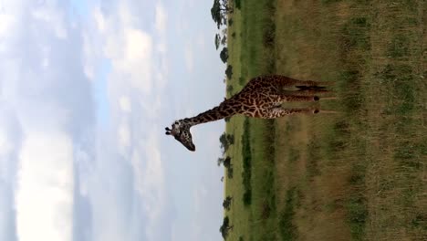 Vertical-of-giraffe-standing-in-vast-endless-plain-of-hot-savanna