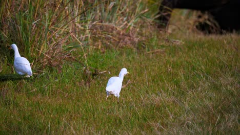 Eine-Reihe-Von-Weißen-Reihervögeln-Suchen-Im-Gras-Nach-Futter