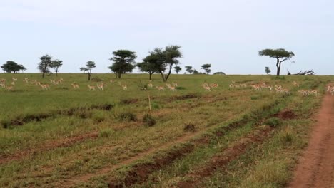Huge-herd-of-Thomson-Gazelle-free-in-savannah