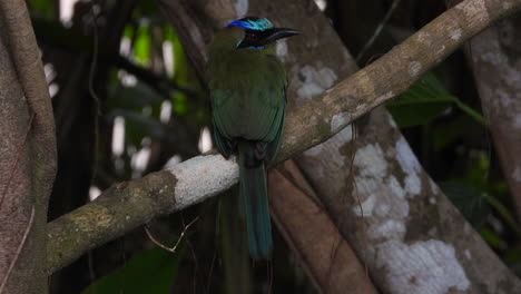 A-Whooping-Motmot-sitting-on-a-branch-in-the-forrest