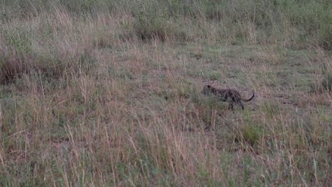 Static-shot-of-a-leopard-walking-with-its-cub-in-the-African-savannah