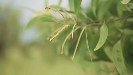 Exotic-slow-motion-rural-plant