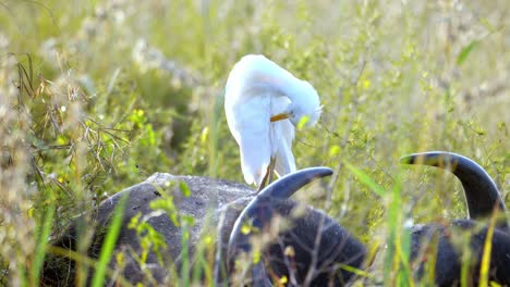 White-egret-perches-on-the-body-of-a-Buffalo-while-grazing
