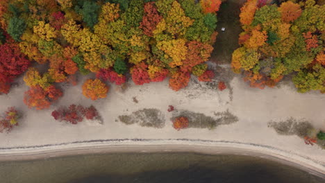Aerial-Birds-Eye-View-Over-Autumnal-Forest-Trees-Beside-Beach-At-Killbear-Provincial-Park