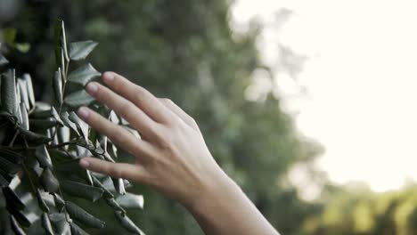 Slowmotion-shot-of-a-model-running-her-hand-across-the-green-leaves