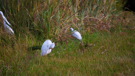 Static-shot-of-Cattle-Egret-cleaning-itself-and-walking-around