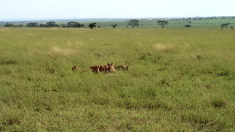 Vultures-wait-behind-lions-as-they-eat-prey-in-Serengeti-National-Park