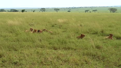 Statische-Aufnahme-Eines-Löwenrudels,-Das-Ein-Tier-Im-Hohen-Gras-In-Tansania-Frisst