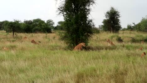 Panning-right-shot-of-a-pride-of-lions-resting-in-tall-grass-during-the-day-and-lioness-walking-on-the-savannah