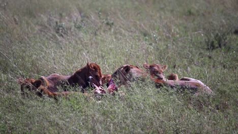 Pride-of-wild-lionesses-eating-and-pulling-hunted-wildebeest-killed-in-Serengeti-National-Park