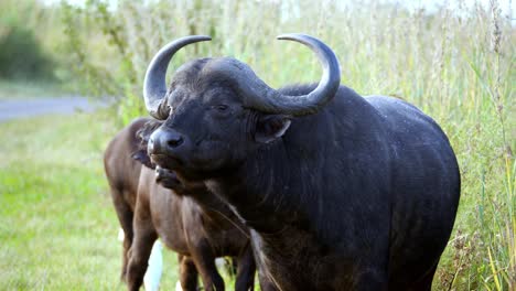 A-number-of-Buffalo-eats-in-the-grass-by-the-side-of-the-road