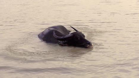Water-buffalo-bathing-in-muddy-waters
