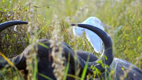 A-white-egret-perches-on-the-body-of-a-Buffalo-while-grazing