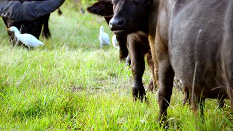 Hand-held-shot-of-young-and-old-Buffalo-walking-through-the-grassland