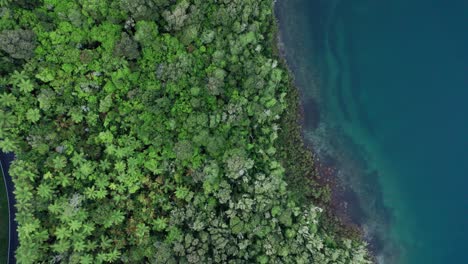 Aerial-topdown-flying-over-Blue-Lake-and-native-ferns-and-bush-in-Rotorus-New-Zealand